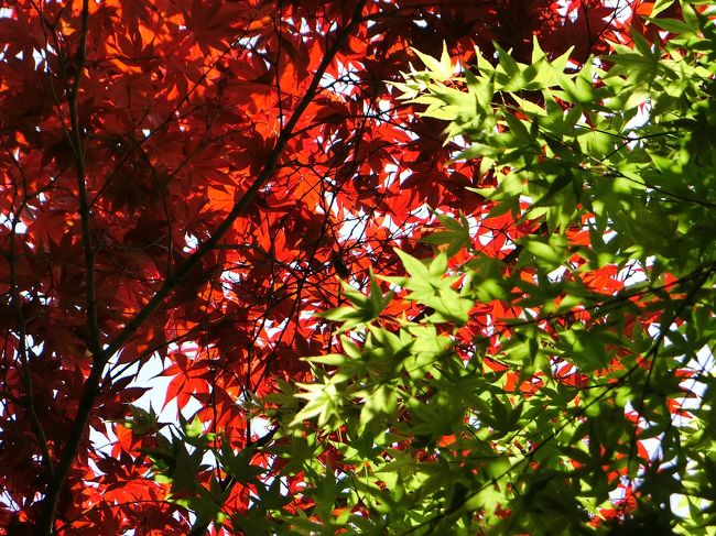 赤と緑の紅葉のアップです。