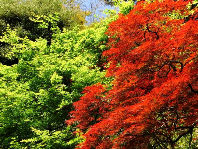 光があたっていると、写真もきれいに映ります。ちょうど良い時間に訪問したようです。