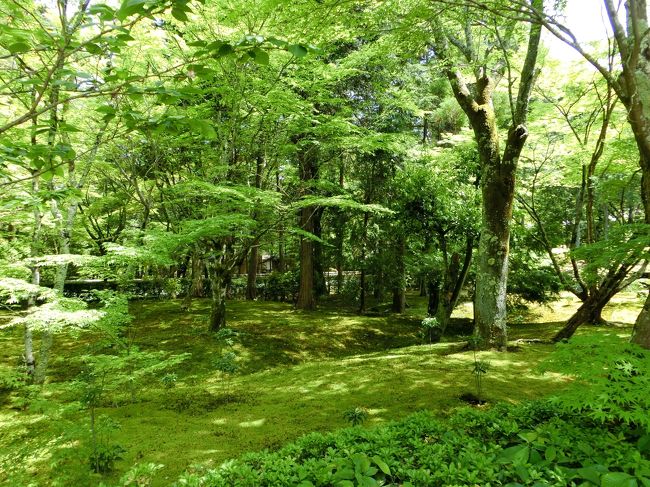 写経を終え、苔の庭園を散策です。<br /><br />一面緑で癒されます。<br />京は晴れているので、昨年行った奥入瀬のようなみずみずしさはありません。