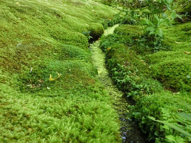 途中小川が流れていました。<br />苔に囲まれ、小川も緑色になっています。