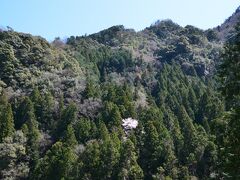 四国山地の山中で
ヤマザクラの花が杉林の中から映えています。
