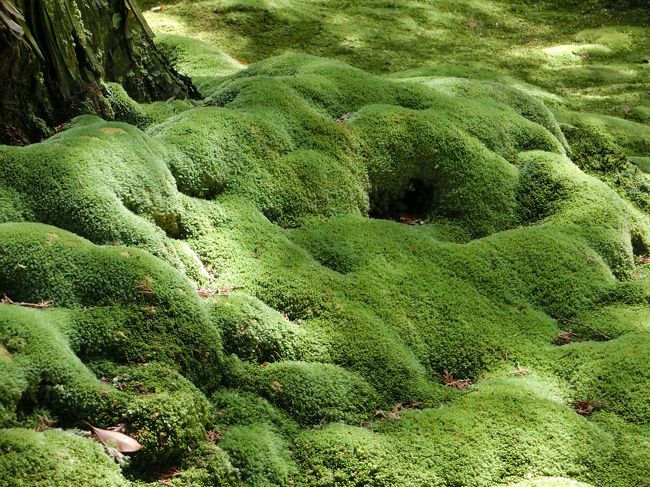 このモコモコした感じの苔が多くありました。