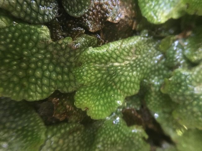 今回もジャゴケのアップ。