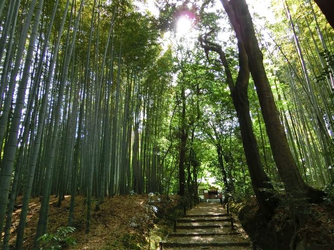 竹の寺と言われるだけあって、すぐに竹がお出迎えです。