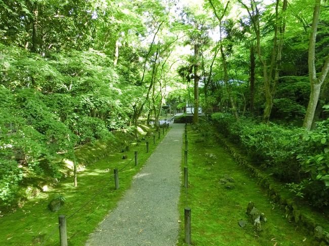 こちらのお寺も苔寺に負けず劣らず、きれいな緑色をしています。<br /><br />中には茶室もあり、こじんまりとしており、静かでゆっくりできるお寺でした。