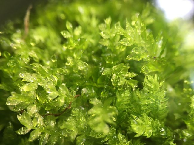 地蔵院にもみずみずしい苔がありました。<br />例によって、スマホとルーペを使った拡大写真です。