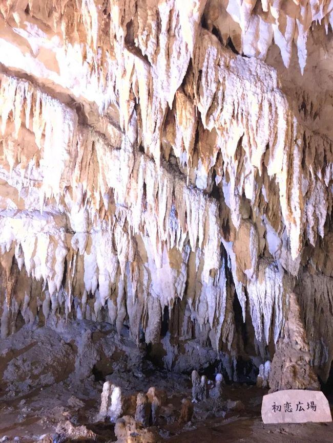 玉泉洞へ。<br /><br />寒いと思ってたがそうでもなかった。<br />大小さまざまな鍾乳石が、寄り添うように集まっています。