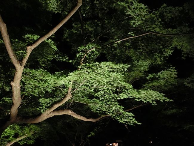 緑の紅葉もライトアップされています。<br />緑は昼よりきれいな色で見れるかもしれません。