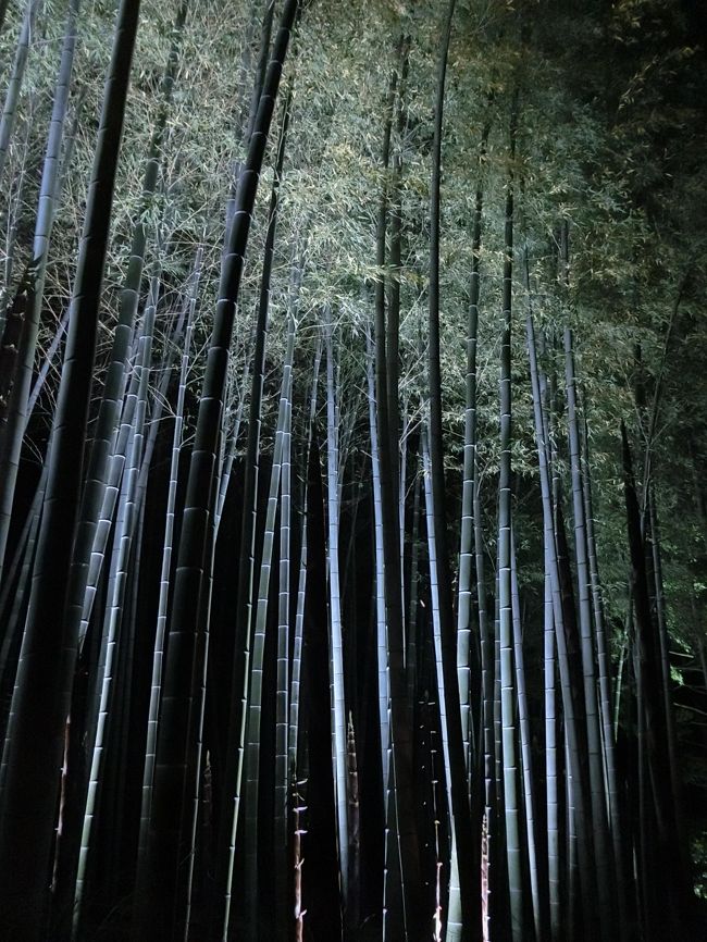 さらに庭園を歩いていくと、竹のライトアップが！<br /><br />竹の節の部分への光のあたり方がなんとも神秘的です。<br />夜の竹は初めて見ましたが、ずっと眺めていました。
