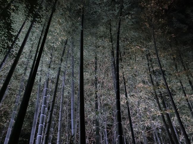 竹の上の方。葉の部分もかなり細かい感じなのが良くわかります。