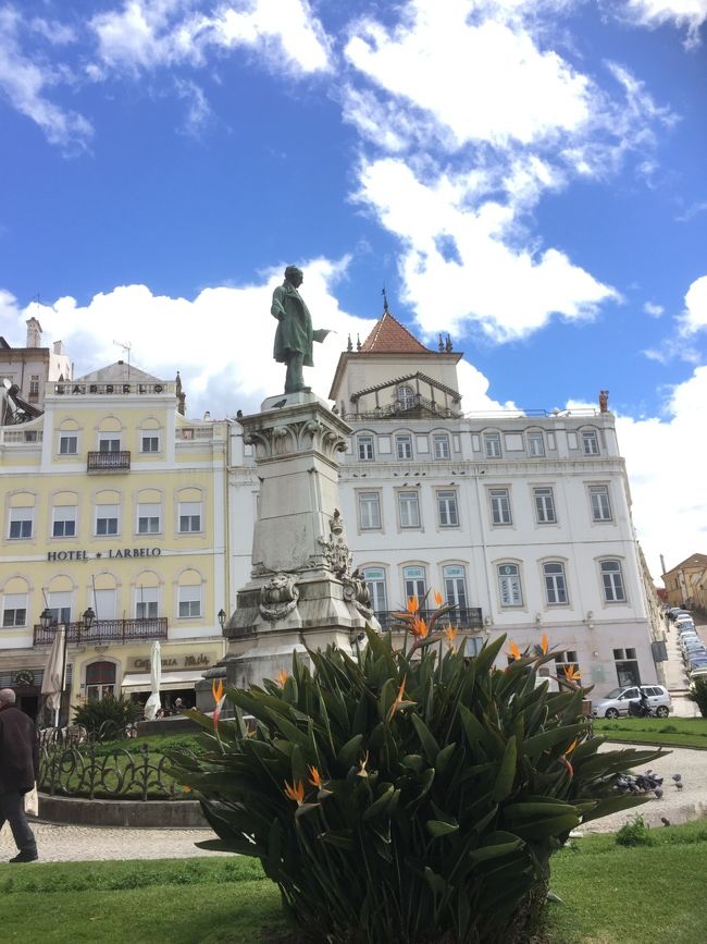 広場のストレリチアが素敵