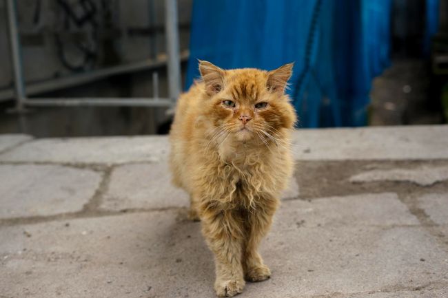 「気にせづ見ていらしてねぇ」<br />姐さんのおかげで助かりました。