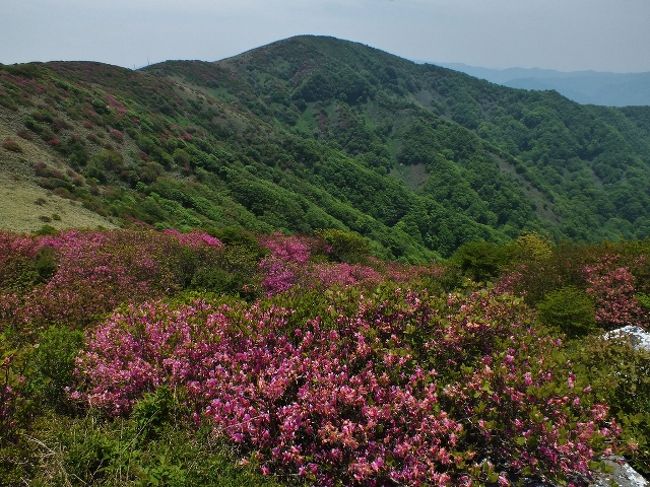 ◇◇ミツバツツジ 山取 ◇◇414