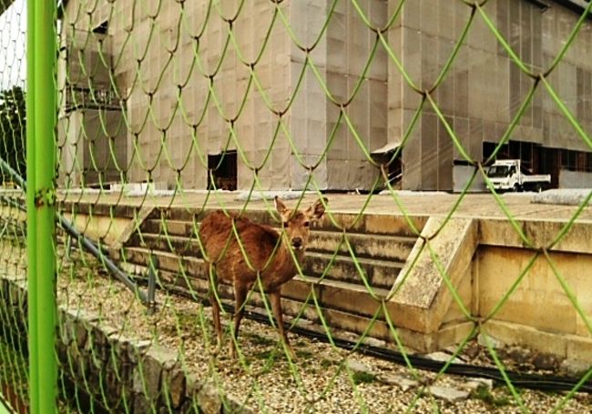 　↑改装中の現場を見回る鹿監督　<br />興福寺国宝館で阿修羅像を拝謁したかったがもう閉まってた。