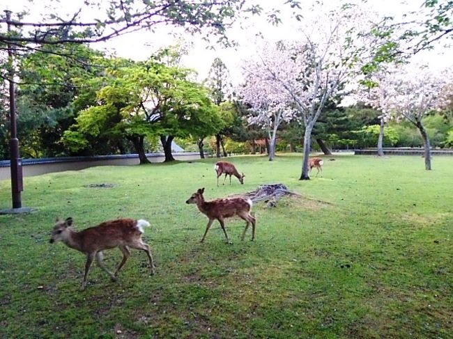 “奈良公園”<br />「夕暮れ、なぜだか鹿達が一斉に止まる一瞬がある」と随筆で読んだ事がある。<br />ずっと気になっていたそれをついに確かめる時が来たのだ。<br />鹿の動向を見守る…見つめる…見飽きる。確認できないで日没。夕食に行くか…と、<br />腹の調子がおかしくなってきた。トイレ―近くには無さそう。まずホテル方面に戻ろう。<br /><br />