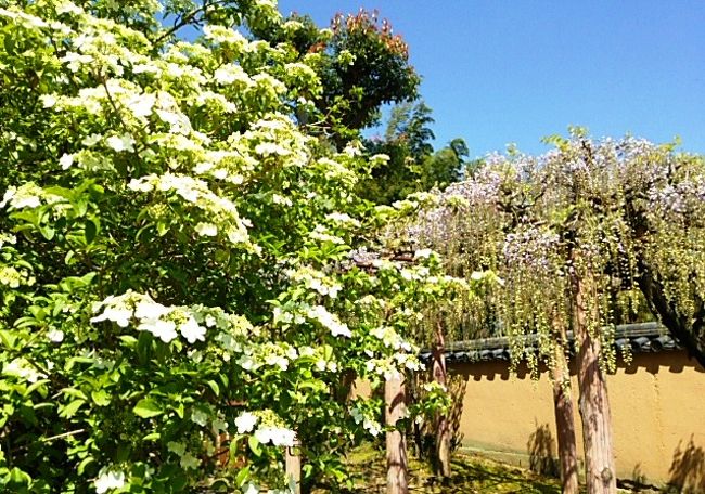 唐招提寺縁の鑑真大和上の故郷、中国揚州の貴重な花“瓊花(ケイカ)”<br />