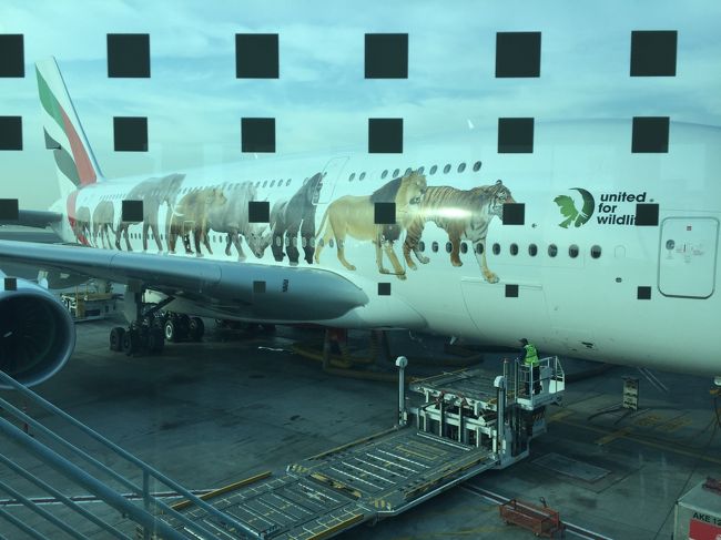 珍しい？動物の飛行機に思わず写真を。