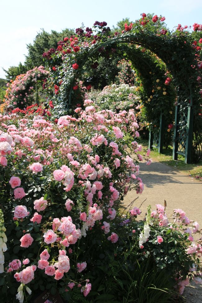 まぶしい初夏の花盛りの京成バラ園とレッサーパンダ詣16 １ おはようローズガーデン 早咲きも見頃で遅咲きも咲きそろったこの上ない華やかさのバラ園 鎌ヶ谷 印西 八千代 千葉県 の旅行記 ブログ By まみさん フォートラベル