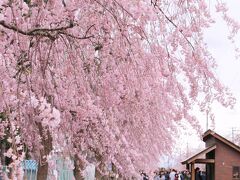 風にそよぐ満開のしだれ桜

ここは喜多方、日中線記念自転車歩行者道です