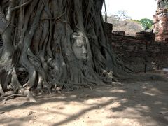 木の根に埋まった仏像の頭があることで知られる、

ワット　マハタート。