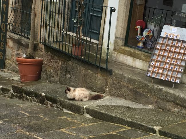 猫がのんびり。<br /><br />寛いでるね。