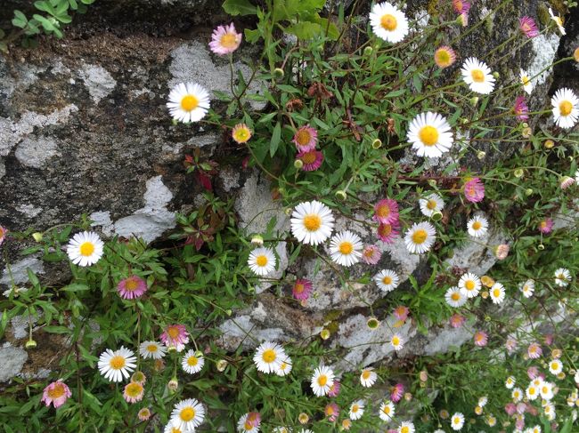 お花も、至るところで可愛く咲いてます。