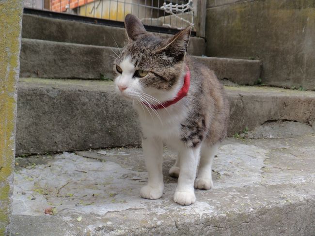 宮城ぶらり女1人旅 2日目 憧れの猫島 田代島へ 石巻 宮城県 の旅行記 ブログ By Nekoloveさん フォートラベル