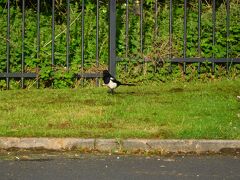 駐車場のトリさん
日本の尾長を一回り大きくした様な鳥さん
白黒の柄が際立っています。