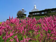 ３０分以上走って「岐宿」という地区に着きました
（寄り道しなければ，堂崎教会から２０分で来れるかな？）

ピンクの桜の上に，白い尖塔が見える〜