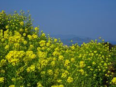 その代わり，鬼岳という山の麓で菜の花！