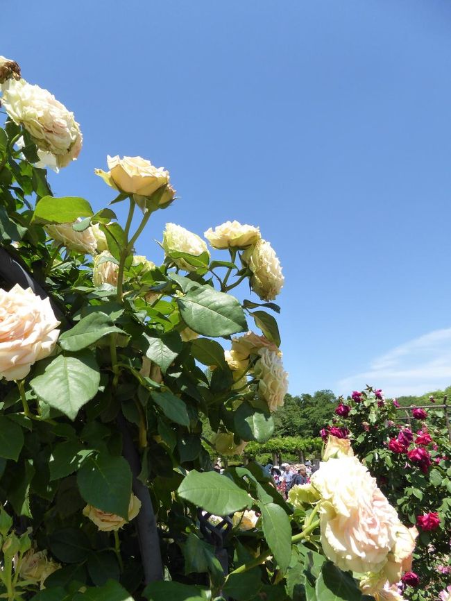 初夏の 神代植物公園 Vol4 絶景のバラ バラ バラ ばら園 調布 狛江 東京 の旅行記 ブログ By コトルさん フォートラベル 初夏の 神代植物公園 Vol4 絶景のバラ バラ バラ ばら園 調布 狛江 東京 の旅行記 ブログ By コトルさん フォートラベル