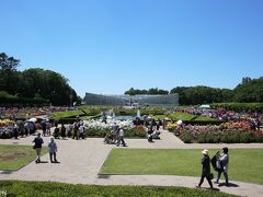 神代植物公園　ばら園

深大寺門から入園したため一番奥からスタートです。
お天気も最高、ちょっと暑いくらいです。