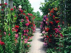 私が薔薇を見たくて、友人にお願いしてきたの。
無料なのに、すっごい綺麗
こちらはドイツ庭園
