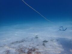 初めてのボートダイブ＆バックロールエントリーでしたが、やればどうにかなるものですね！
1本目は白い砂地にサンゴが点々としているポイント。水中の透明度はこんな感じです！
あ、カメラはダイビングショップでレンタルしました。