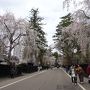 角館と大仙市に行ってきた～桜・さくら・サクラ