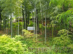 旧新井家住宅の美しい竹林を眺めながら。