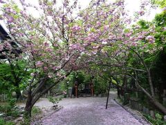 元興寺へ
ちょっとだけ桜が残ってた〜