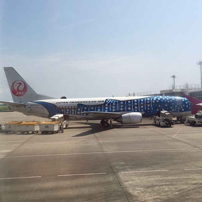 jalのジンベイさんが居ました