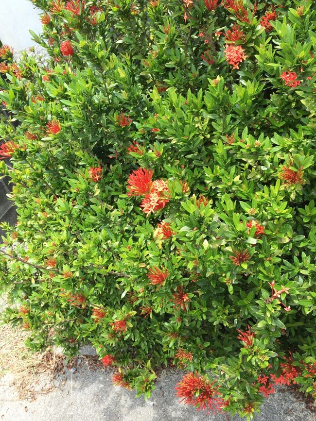 一気にテンションが下がった母は<br />ぐったり。気分を変えるため一番期待していた川平湾へ。