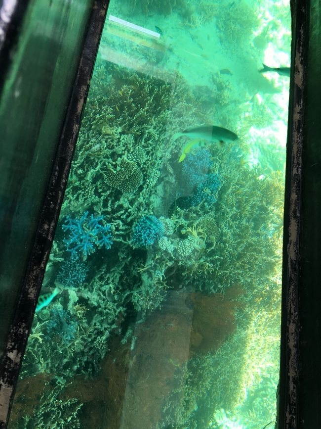 一人1030円で出発〜<br />珍しい珊瑚がたくさん見れました。<br />船の係員さんはみんな日焼けして真っ黒。笑<br />でも、たいへん親切にしていただきました。