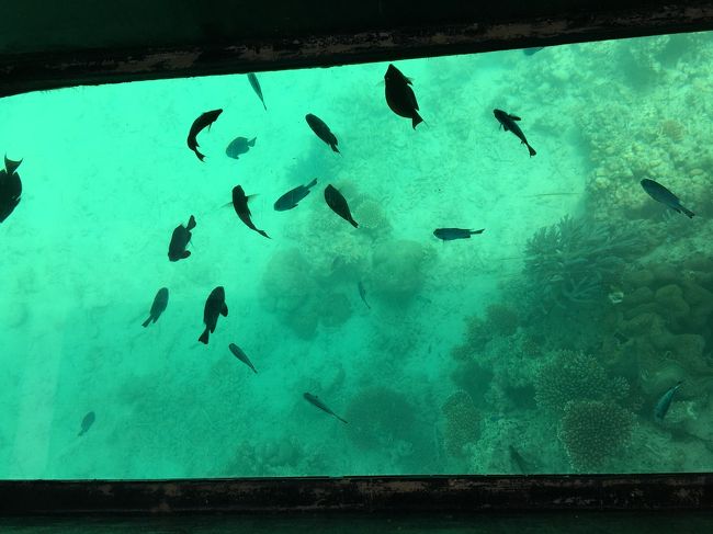 お魚もたくさん。船長さんがいろいろ説明してくれました