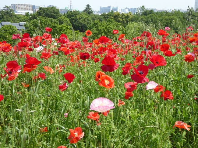 国営昭和記念公園♪