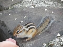 レストハウスの裏側で、リスに餌をあげている家族がいました。
かわいいね。