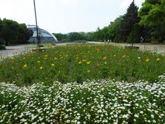 京都植物園の正面エントランス　　　入園料＝200円

白い花が涼しげでしょう。