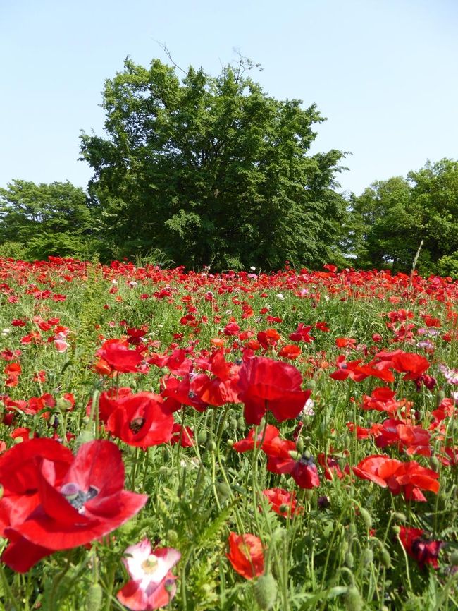 国営昭和記念公園♪