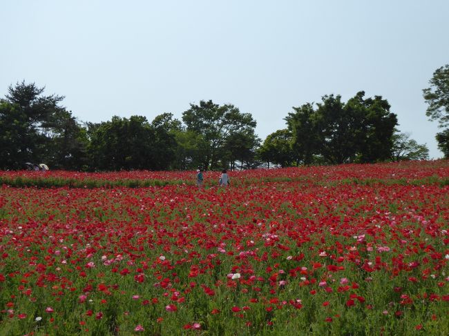 国営昭和記念公園♪