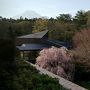 本栖湖のサクラと富士芝桜祭り