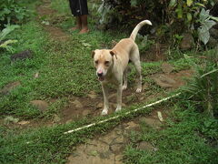 ケプロイの滝の近くにいた犬