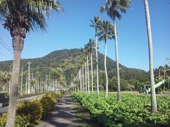 指宿に「オーストラリアの森」なるものがあるので、気になって、来てみました。
ユーカリなどのオーストラリア特有の樹木を見られます。
