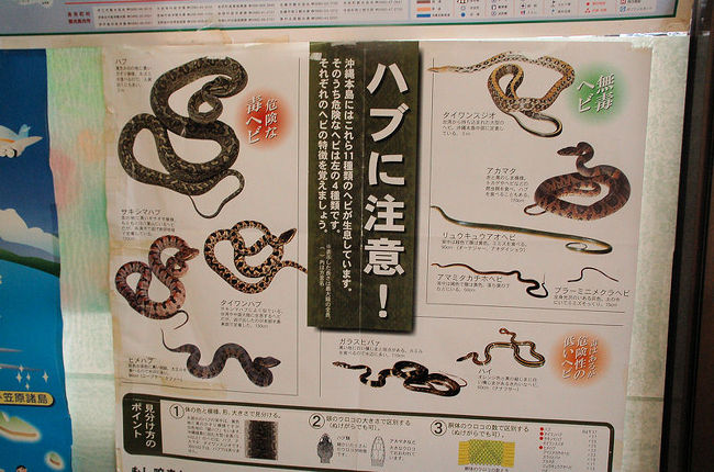 ハブに注意！』国頭・大宜味(沖縄県)の旅行記・ブログ by まるみ